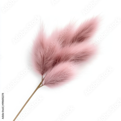 Soft pink dried flower with fluffy texture and sustainable florals creating delicate and elegant natural decoration for any space