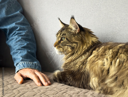 Fotografía Maine Coon cat lies beside owner hand on sofa