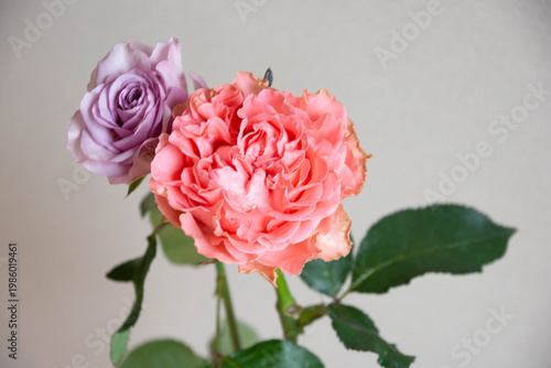 ピンクと紫のばら