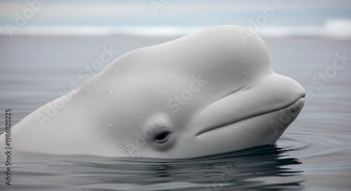 Close up of a white beluga whale surfacing in calm ocean waters.