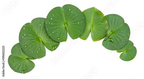 Lily pad leaves, green aquatic plants, water droplets, natural decorative elements, pond accessories