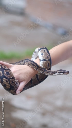 Young woman's hand with a snake close-up