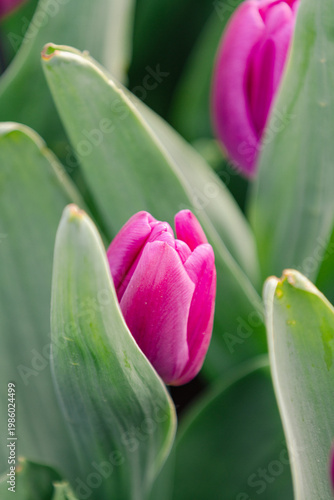 Single pink tulip close up with green leaves