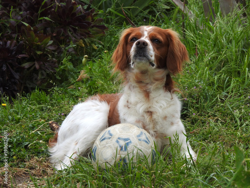 Spaniel breton