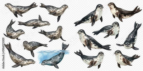 Collection of watercolor seals in various poses, including swimming and resting, on a transparent background.