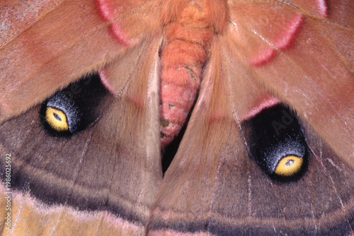 Polyphemus Moth Caterpillar, Antheraea polyphemus, eye spots.