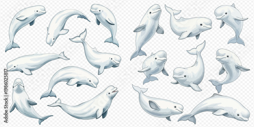 Collection of various beluga whales in different poses on a transparent background, showcasing their playful and gentle nature.
