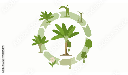 Banana crop cycle diagram – circular growth stages vector illustration