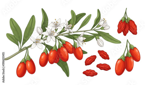 Goji berries vector illustration superfood detox branch red berry floral