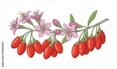 Goji berry superfood vector set red fruit branch detox illustration