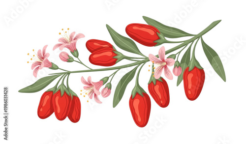 Goji berries vector superfood detox branch botanical red fruit illustration