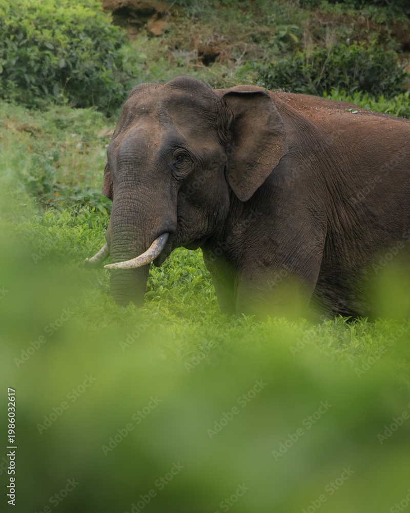 Obraz premium Wild elephant in natural habitat, The Nilgiris