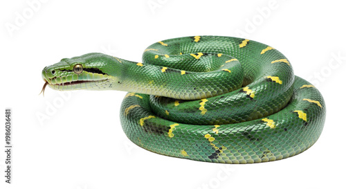 Emerald tree boa (Corallus caninus) coiled on transparent background, 3D illustration. Vibrant green snake with yellow markings coiled in a circular pattern, perfect for wildlife project 