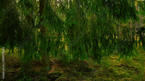 Sunlit spruce forest scene: closeup low-hanging conifer tree branches, soft golden light, mossy floor. Pan shot from ground level. Nature video to cover topics of biodiversity, climate change, ecology
