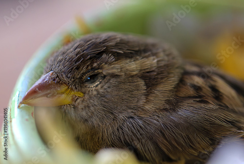 Ein junger Spatz in einer Schüssel.
