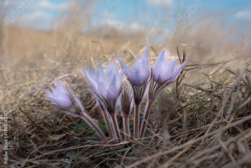 Prairie Pasque flower blooming in early spring grassland