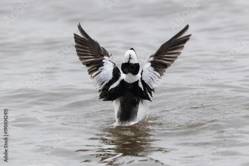 Male Bufflehead duck flapping wings 
