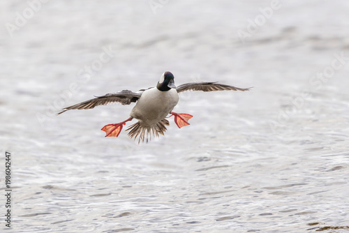 Male Bufflehead duck flapping wings 