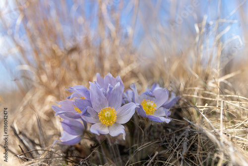 Prairie Pasque flower blooming in early spring grassland
