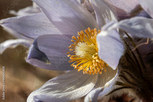 Close up of Prairie pasque flower blooming in early spring grassland