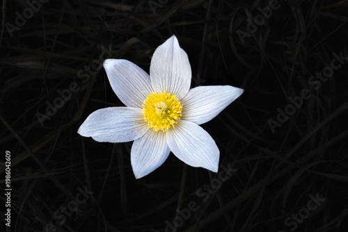 Prairie Pasque flower blooming in early spring grassland