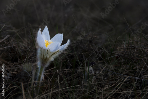 Prairie Pasque flower blooming in early spring grassland
