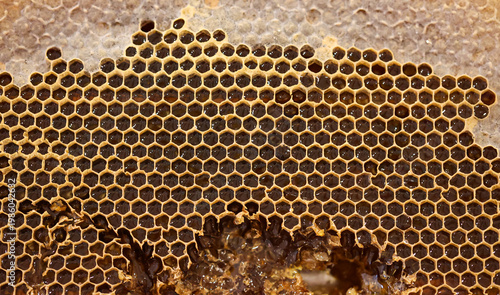 Eine Bienenwabe mit zum Teil schon geschlossenen Waben.
