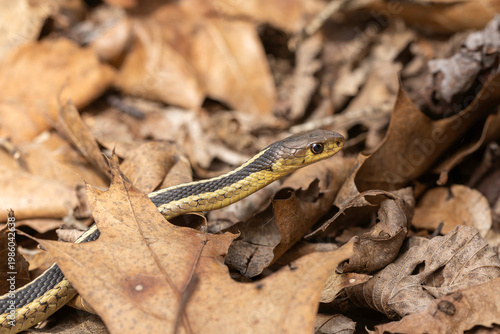 Grass snake resting in spring leaf litter on forest floor