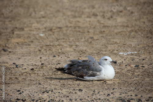 Eine Möwe in hockender position am Strand.