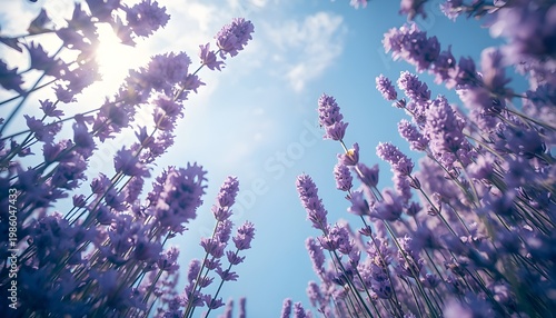 Tall Lavender Field Perspective Looking Up to the Sky