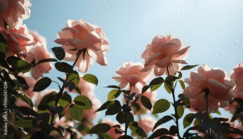 Soft Pink Roses Blooming from Ground Level Perspective