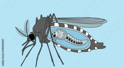 Cross section illustration of a mosquito body revealing the internal anatomy and eggs or a parasite developing inside the insect.