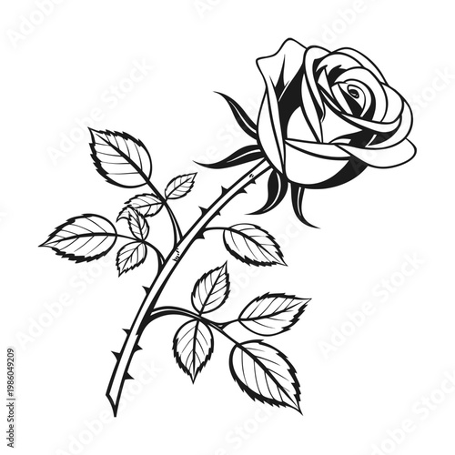Black and white rose, floral illustration, vector flower, botanical design