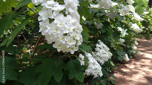白いアジサイの花の自然風景