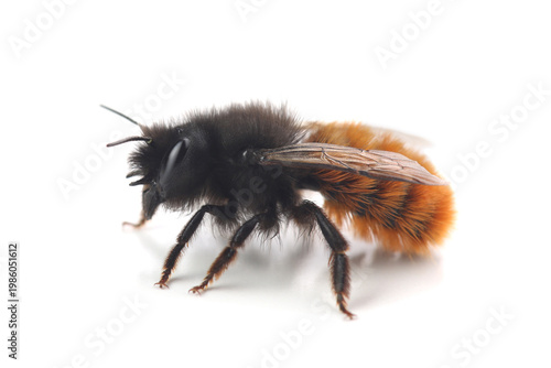 Female of the European orchard bee (Osmia cornuta) isolate on white