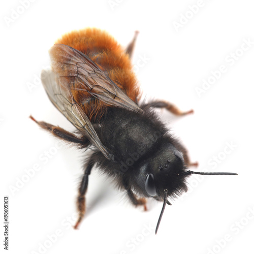 Female of the European orchard bee (Osmia cornuta) isolate on white
