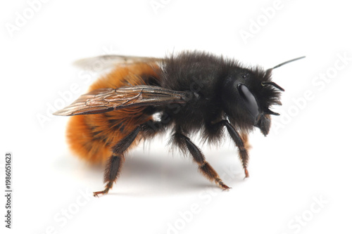 Female of the European orchard bee (Osmia cornuta) isolate on white