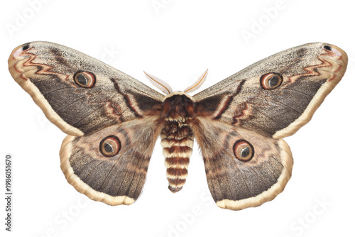 Giant Peacock Moth (Saturnia pyri) isolated on white