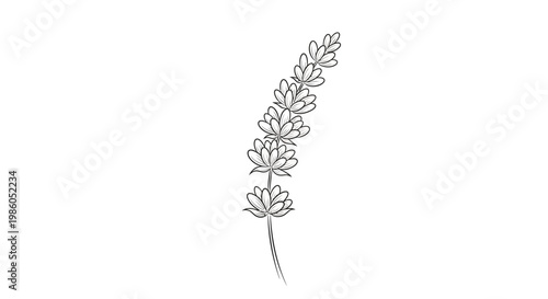 Fotografie Simple line art botanical sprig on white background