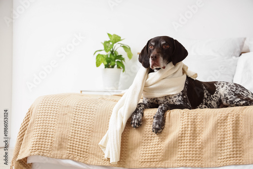 Cute German Shorthaired Poi...
