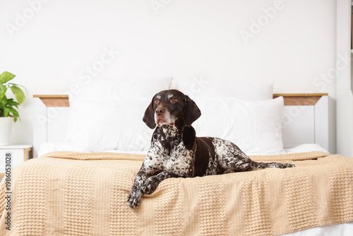 Cute German Shorthaired Poi...