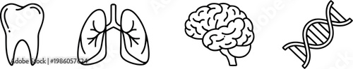 Doodle set of human organs tooth lungs brain and dna helix representing biological and medical concepts