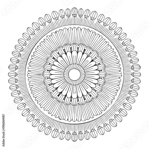 A detailed monochromatic scientific illustration of a circular diatom microorganism cell structure