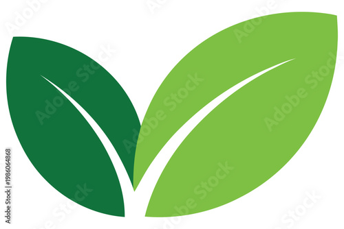 Two overlapping green leaves with white veins on white background, leaf nature plant