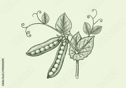 Vintage Botanical Illustration of Green Pea Pods and Leaves, Hand-Drawn Engraving Style Legume Vegetable Branch