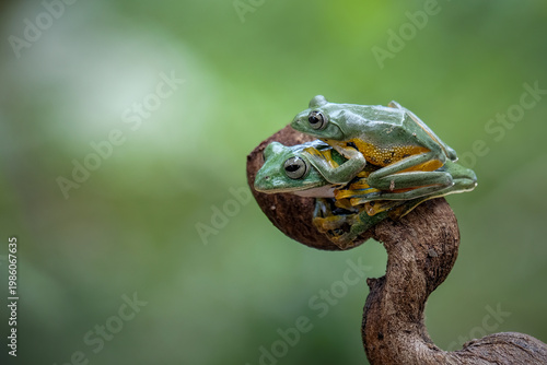 Close-up of a green tree frog perched on a branch, showing detailed texture and vibrant colors with a smooth bokeh background