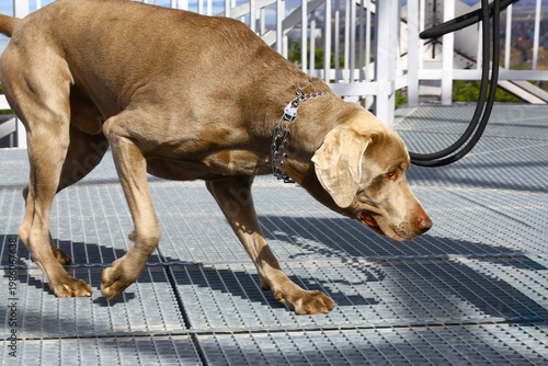 Obraz na plátně Dog walking cautiously on a perforated metal surface in natural light, highlight