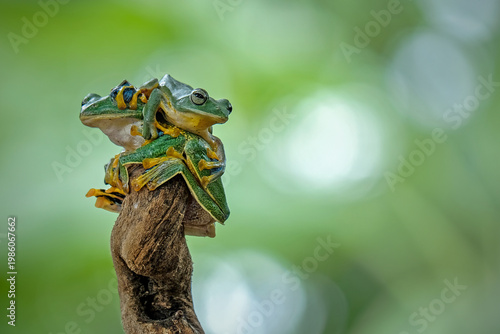 Close-up of a green tree frog perched on a branch, showing detailed texture and vibrant colors with a smooth bokeh background