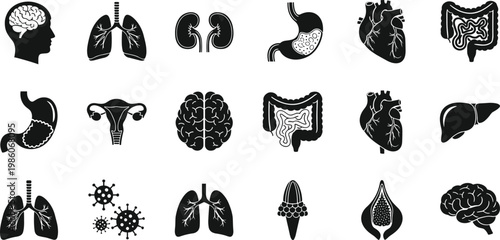 human organs, anatomy, medical, silhouette, black, healthcare, biology, body parts, internal, system, icon set, isolated, vector, illustration, science, education, minimal
