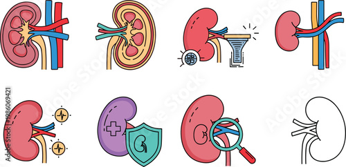 Kidney anatomy and nephrology icon set featuring renal organs dialysis filtration and medical healthcare symbols collection